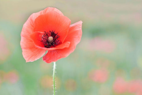 Coquelicot White Modern Wood Framed Art Print with Double Matting by Strohmenger, Gaelle