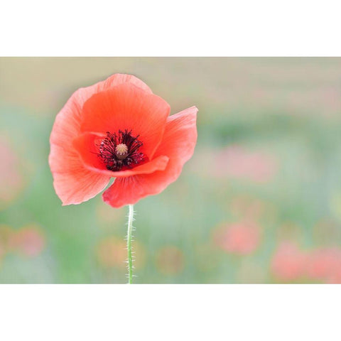 Coquelicot Black Modern Wood Framed Art Print by Strohmenger, Gaelle