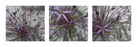 Allium II White Modern Wood Framed Art Print with Double Matting by MIRA