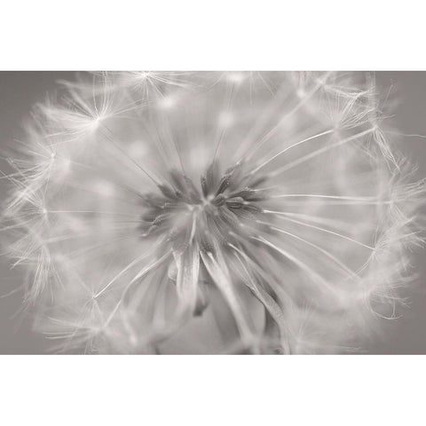 Gentle Touch II Black Modern Wood Framed Art Print by Steger, Uwe