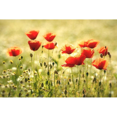Some Poppy Part I Gold Ornate Wood Framed Art Print with Double Matting by Steger, Uwe