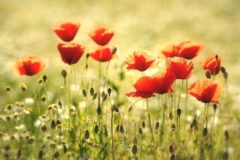 Some Poppy Part I White Modern Wood Framed Art Print with Double Matting by Steger, Uwe