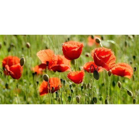 Some Poppy Part II White Modern Wood Framed Art Print by Steger, Uwe