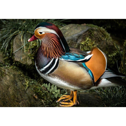 Manderin Duck White Modern Wood Framed Art Print by Ronin