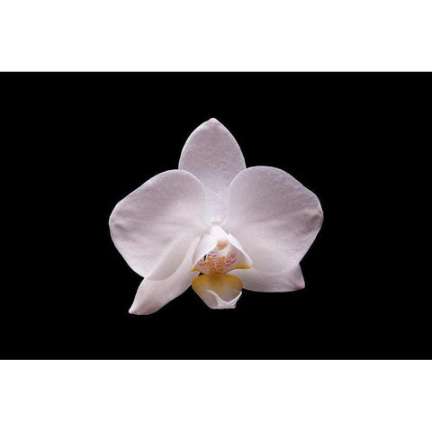 Orchidee I Gold Ornate Wood Framed Art Print with Double Matting by Brosius, Volker