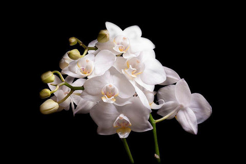 Orchidee II White Modern Wood Framed Art Print with Double Matting by Brosius, Volker