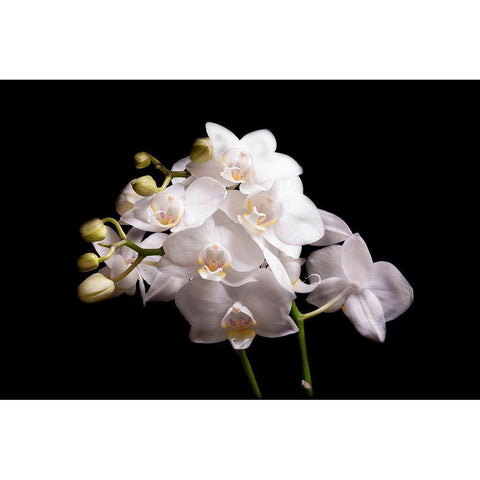 Orchidee II White Modern Wood Framed Art Print by Brosius, Volker
