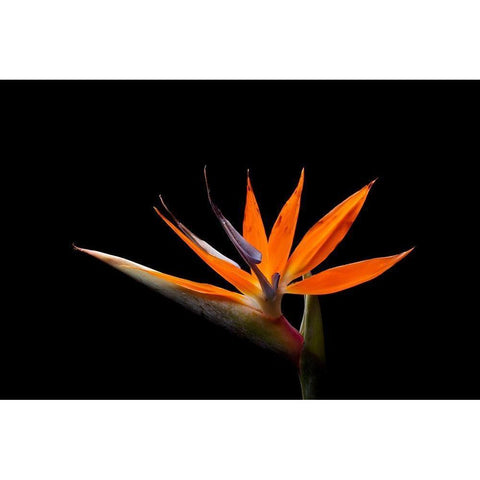 Strelitzia White Modern Wood Framed Art Print by Brosius, Volker