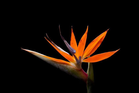 Strelitzia White Modern Wood Framed Art Print with Double Matting by Brosius, Volker