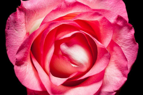 Rose II White Modern Wood Framed Art Print with Double Matting by Brosius, Volker