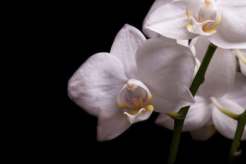 Orchidee III White Modern Wood Framed Art Print with Double Matting by Brosius, Volker