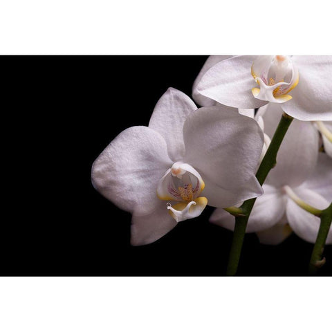 Orchidee III White Modern Wood Framed Art Print by Brosius, Volker