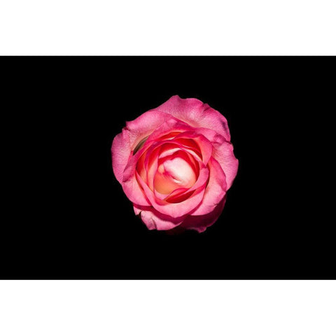Rose III White Modern Wood Framed Art Print by Brosius, Volker
