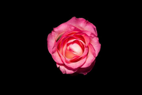 Rose III White Modern Wood Framed Art Print with Double Matting by Brosius, Volker