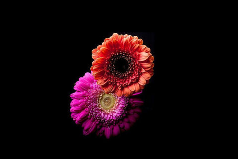 Gerbera Duo Black Ornate Wood Framed Art Print with Double Matting by Brosius, Volker
