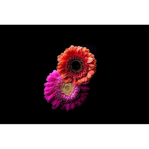 Gerbera Duo Black Modern Wood Framed Art Print by Brosius, Volker