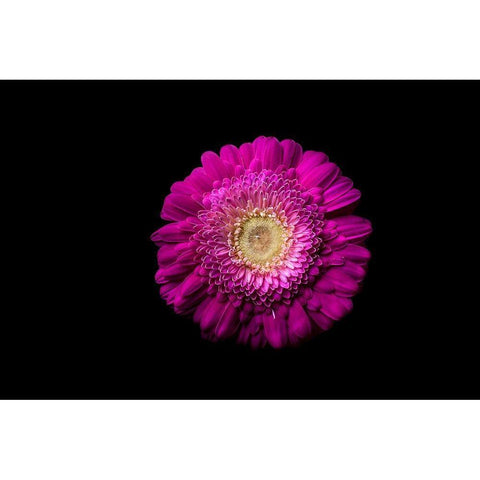 Gerbera lila Gold Ornate Wood Framed Art Print with Double Matting by Brosius, Volker