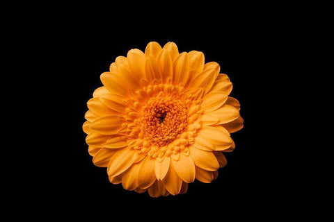 Gerbera gelb Black Ornate Wood Framed Art Print with Double Matting by Brosius, Volker