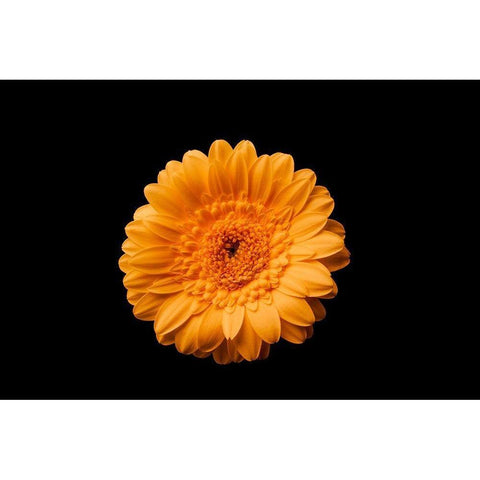 Gerbera gelb Gold Ornate Wood Framed Art Print with Double Matting by Brosius, Volker