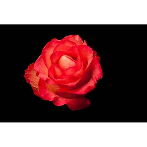 Rose rot Black Modern Wood Framed Art Print with Double Matting by Brosius, Volker