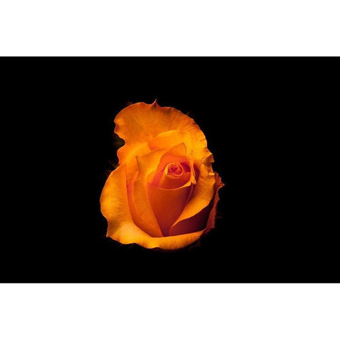 Rose gelb I White Modern Wood Framed Art Print by Brosius, Volker