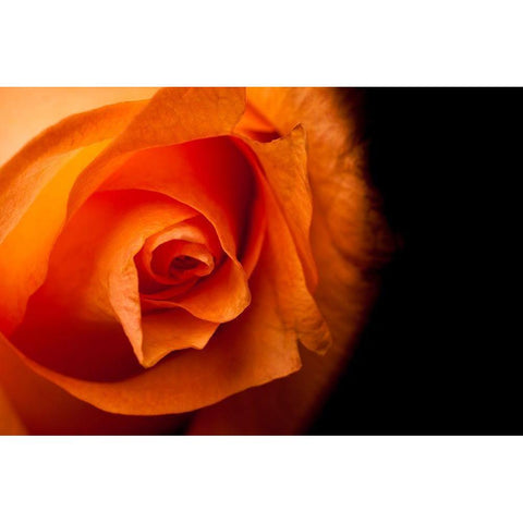 Rose gelb I Black Modern Wood Framed Art Print with Double Matting by Brosius, Volker