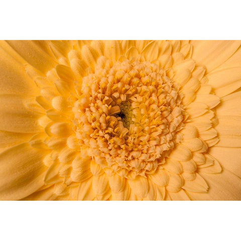 Gerbera nah Black Modern Wood Framed Art Print by Brosius, Volker