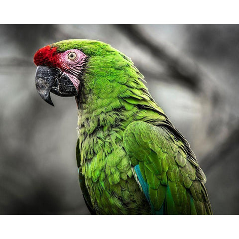 Green Ara Parrot White Modern Wood Framed Art Print by Ronin