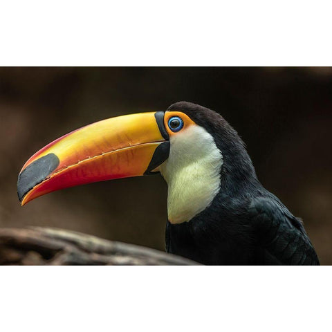 The Toucan White Modern Wood Framed Art Print by Ronin