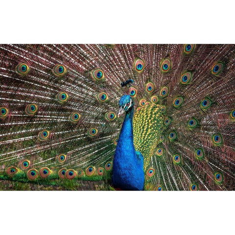 The Peacock Gold Ornate Wood Framed Art Print with Double Matting by Ronin