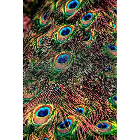 Peacock Feathers Black Modern Wood Framed Art Print with Double Matting by Ronin