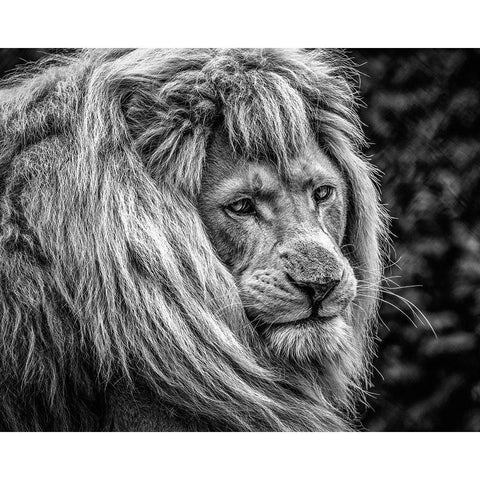 the male Lion Black Modern Wood Framed Art Print with Double Matting by Ronin