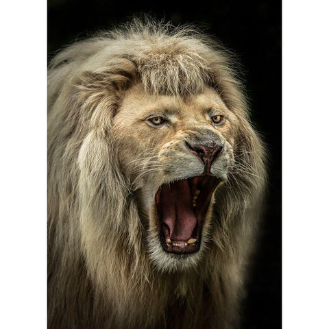 The Lion Roars Gold Ornate Wood Framed Art Print with Double Matting by Ronin