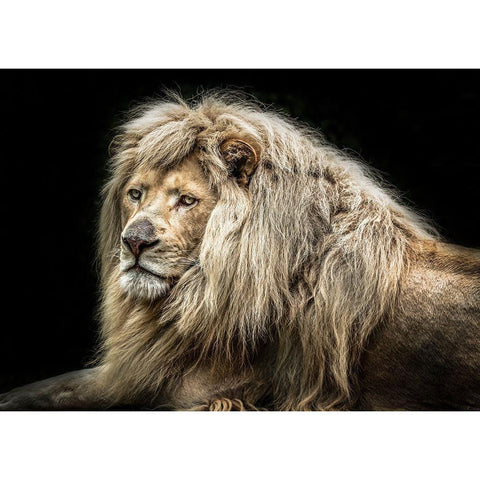 The white Lion Black Modern Wood Framed Art Print with Double Matting by Ronin