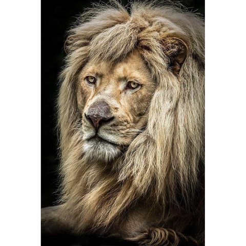 The white Lion II Black Modern Wood Framed Art Print by Ronin