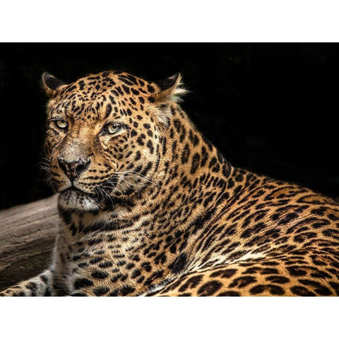 The Jaguar II Black Modern Wood Framed Art Print with Double Matting by Ronin