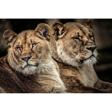 Lionesses Black Modern Wood Framed Art Print with Double Matting by Ronin