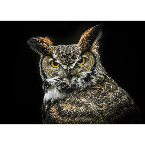 Wisdom Owl Gold Ornate Wood Framed Art Print with Double Matting by Ronin