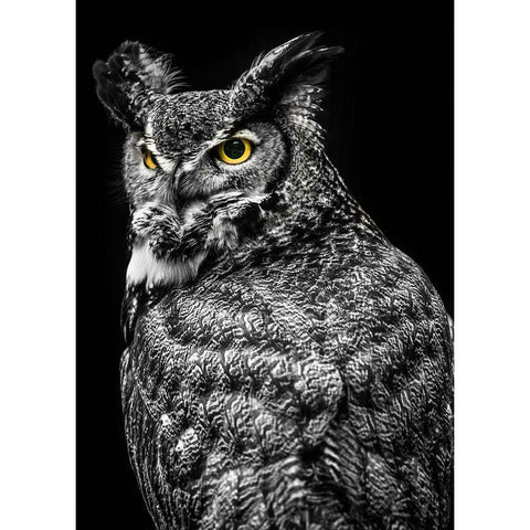 Wisdom Owl II White Modern Wood Framed Art Print by Ronin