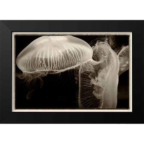 Antique Jellies 2 Black Modern Wood Framed Art Print by Lee, Rachel