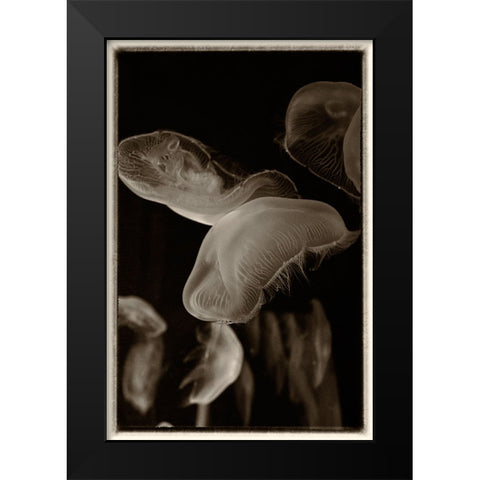 Antique Jellies 3 Black Modern Wood Framed Art Print by Lee, Rachel