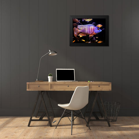 Aquarium Fish 1 Black Modern Wood Framed Art Print by Lee, Rachel