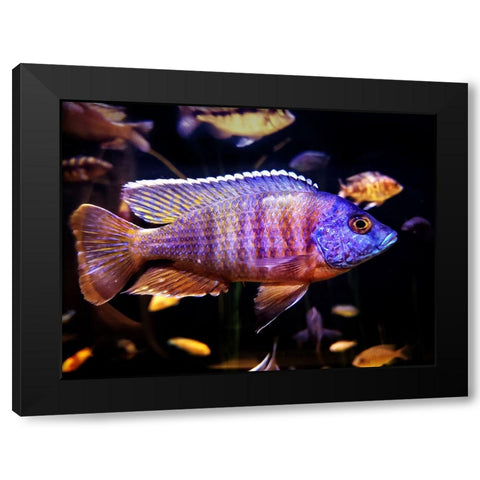 Aquarium Fish 1 Black Modern Wood Framed Art Print with Double Matting by Lee, Rachel