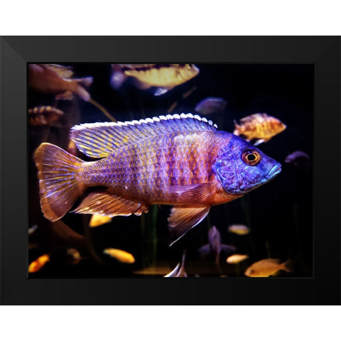 Aquarium Fish 1 Black Modern Wood Framed Art Print by Lee, Rachel