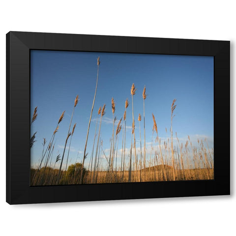 Beach 7 Black Modern Wood Framed Art Print by Lee, Rachel