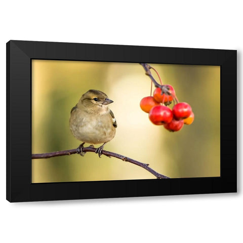 Bird 1 Black Modern Wood Framed Art Print with Double Matting by Lee, Rachel