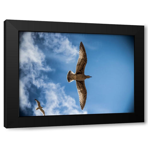 Bird 10 Black Modern Wood Framed Art Print by Lee, Rachel