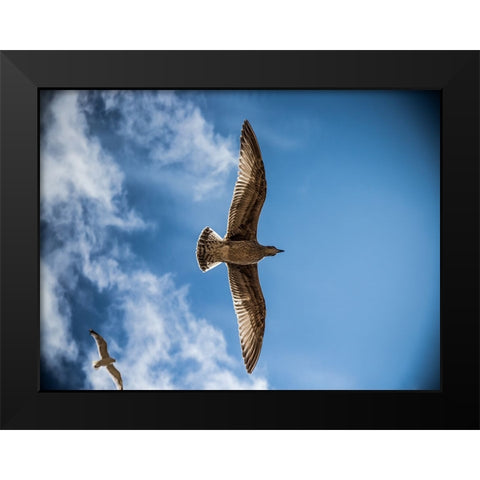 Bird 10 Black Modern Wood Framed Art Print by Lee, Rachel