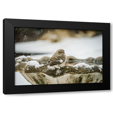 Bird 12 Black Modern Wood Framed Art Print by Lee, Rachel