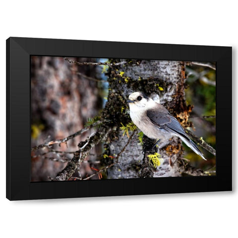 Bird 13 Black Modern Wood Framed Art Print with Double Matting by Lee, Rachel